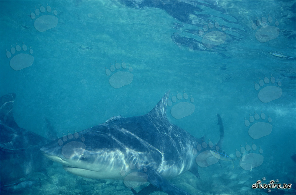 Requin-bouledogue devant la plage de requins de Walker´s Cay