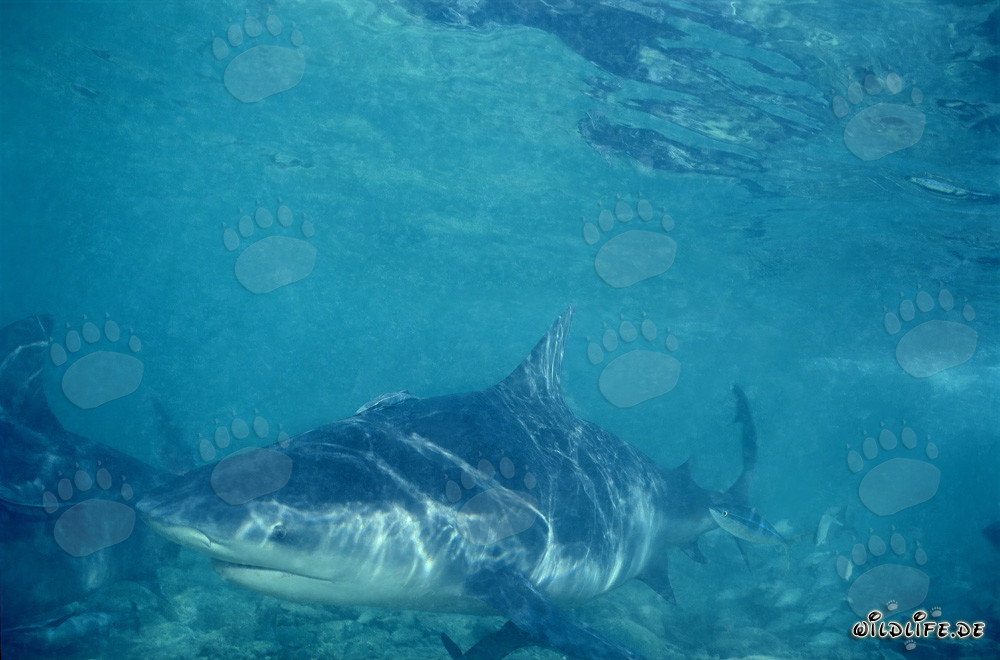 Squalo toro davanti alla Spiaggia degli Squali di Walker's Cay