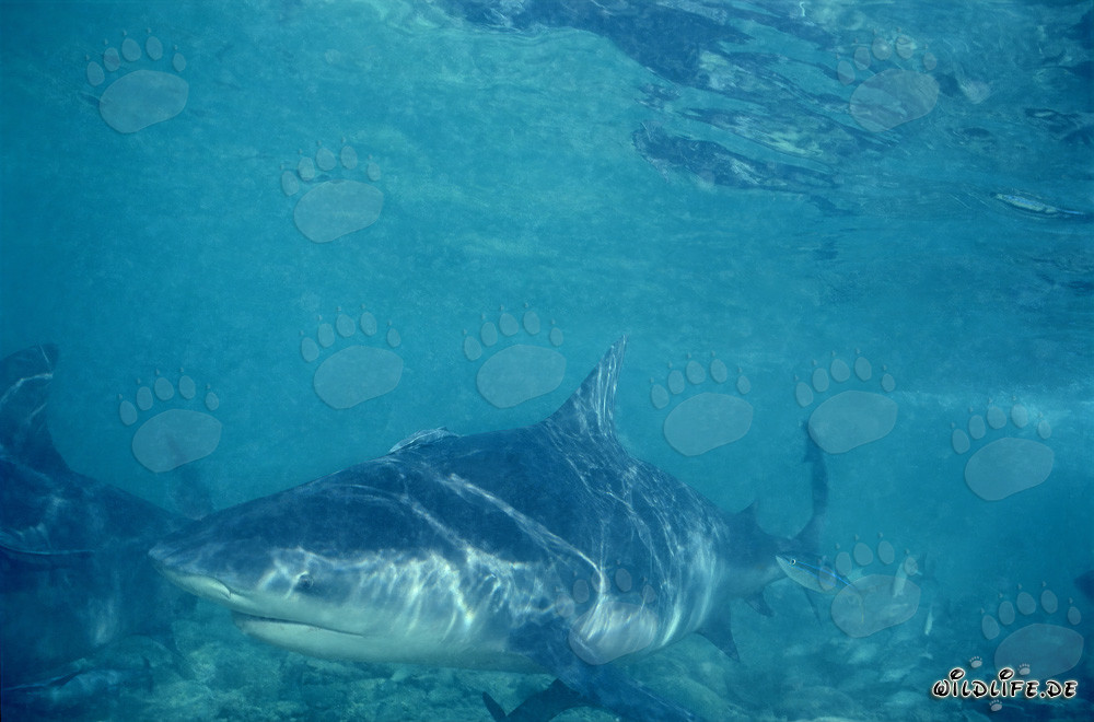 Tiburón toro frente a la playa de tiburones de Walker´s Cay