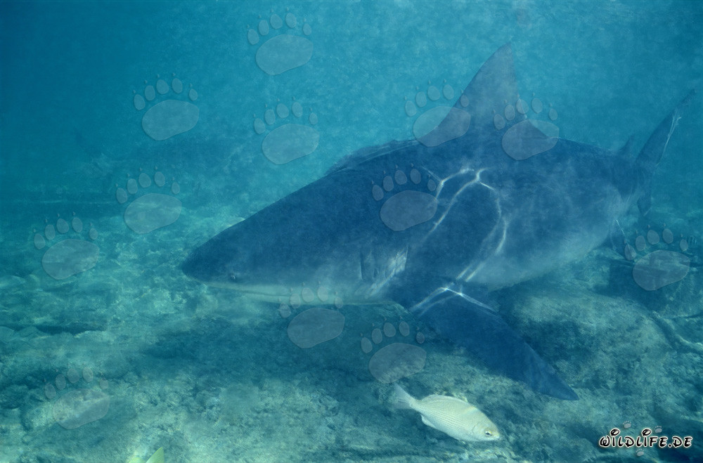 Bull Shark (Carcharhinus leucas) foraging near Walker´s Cay