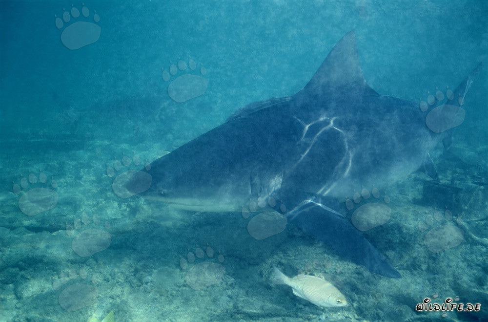 Bullenhai (Carcharhinus leucas) auf Nahrungssuche vor Walker´s Cay