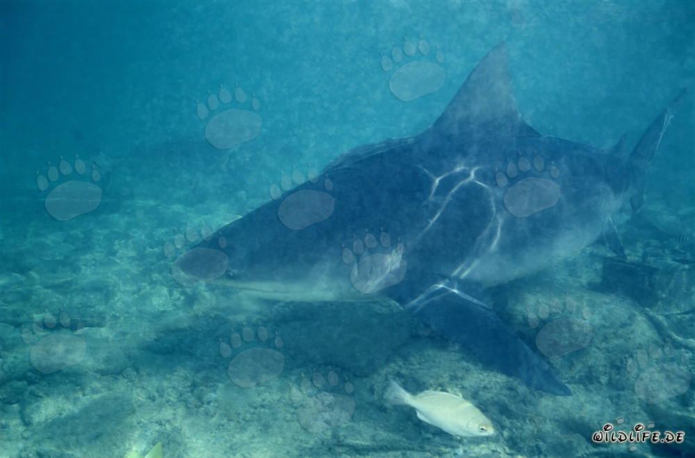 Requin taureau (Carcharhinus leucas) à la recherche de nourriture devant Walker´s Cay