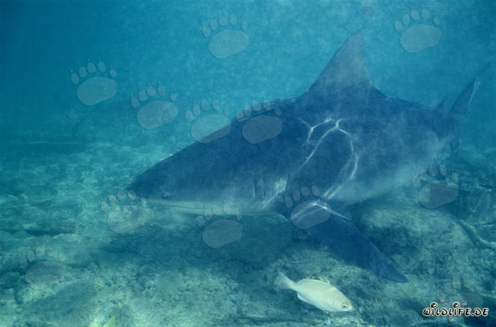 Tiburón toro (Carcharhinus leucas) en busca de alimento frente a Walker´s Cay