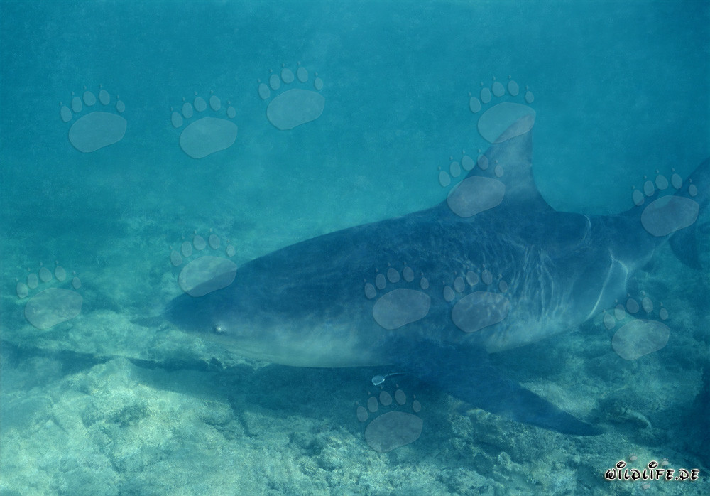 Bull Shark - The Dangerous Predator of the Bahamas