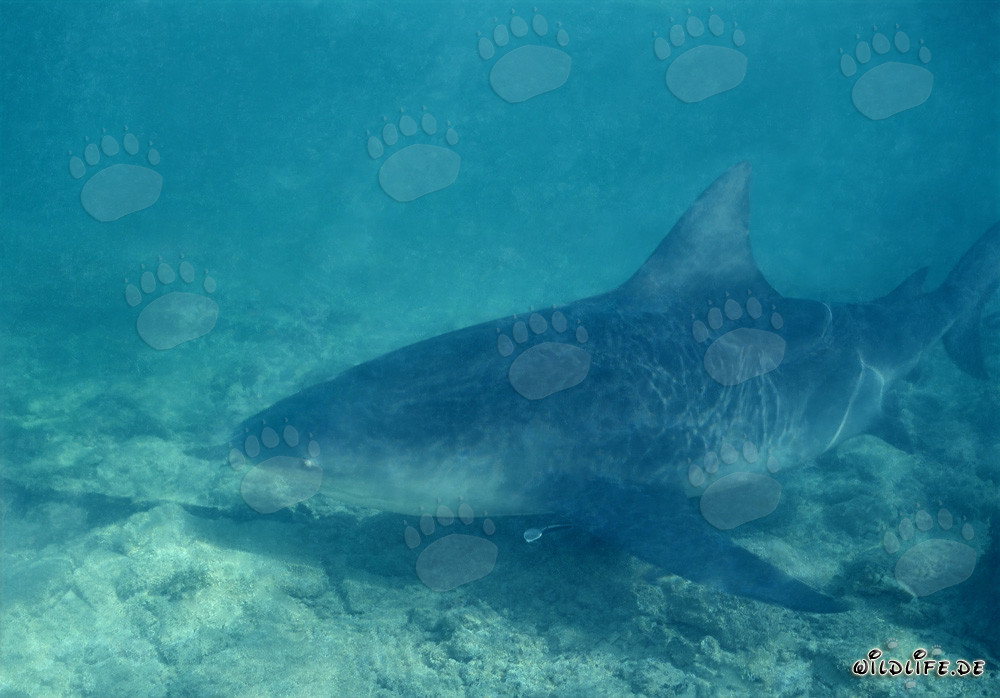 Bullenhai - Der gefährliche Stierhai der Bahamas