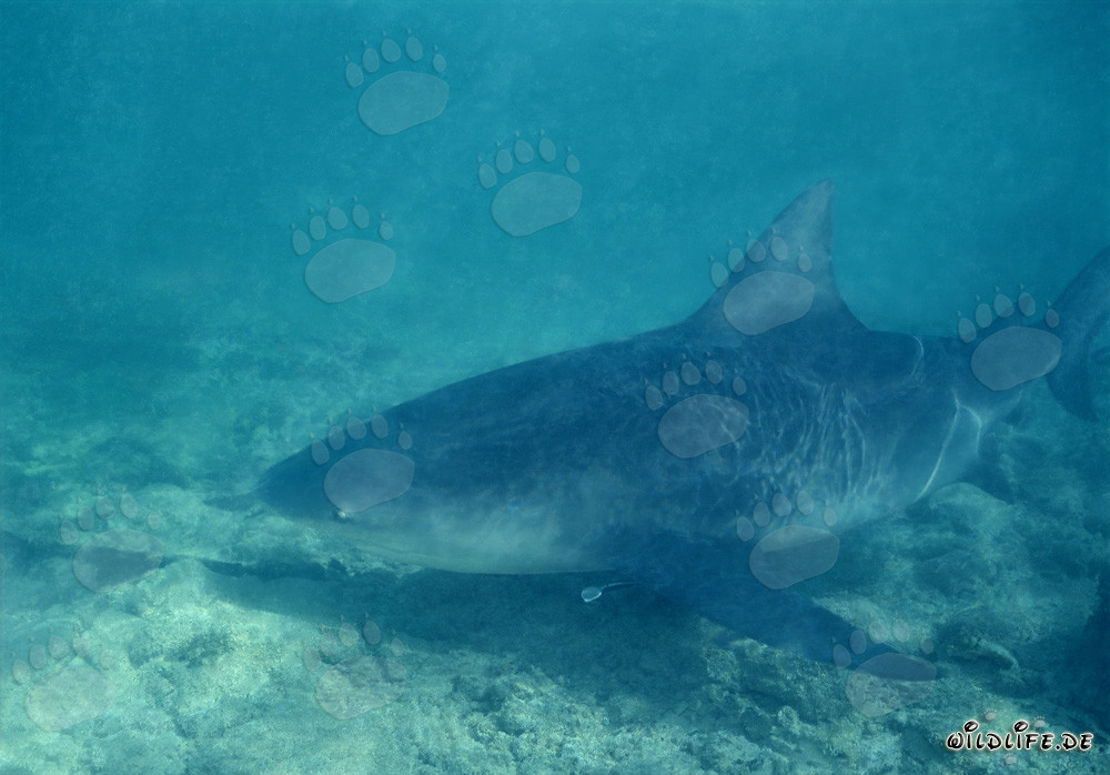 Requin taureau - Le dangereux requin taureau des Bahamas
