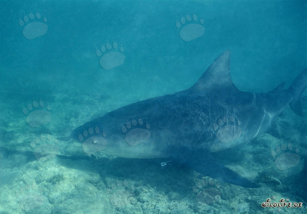 Squalo toro - Il pericoloso squalo toro delle Bahamas
