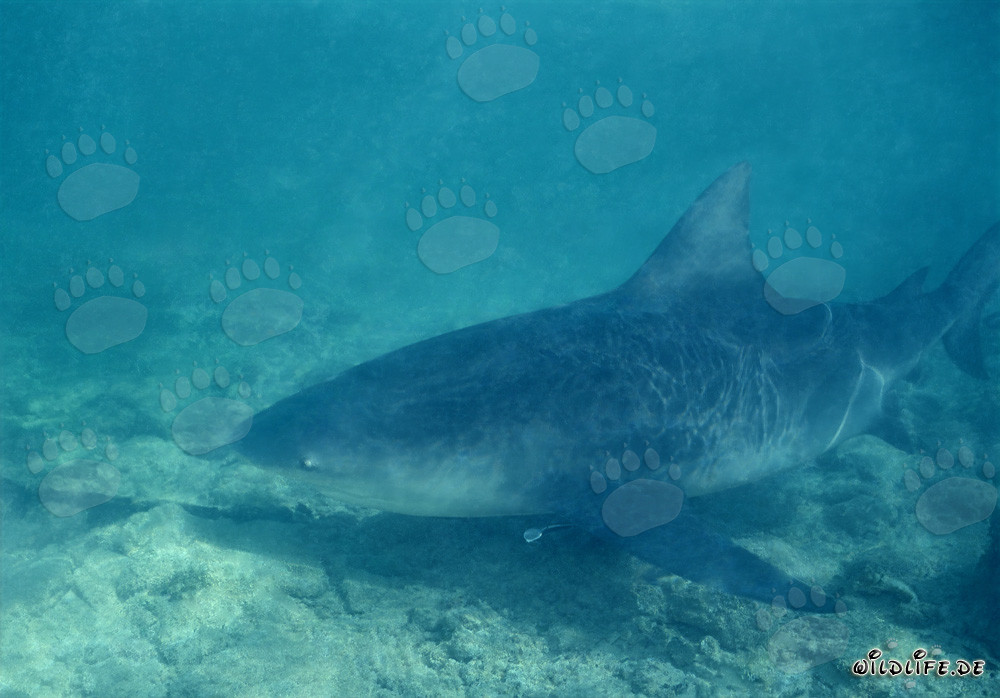 Tiburón toro - El peligroso tiburón toro de las Bahamas