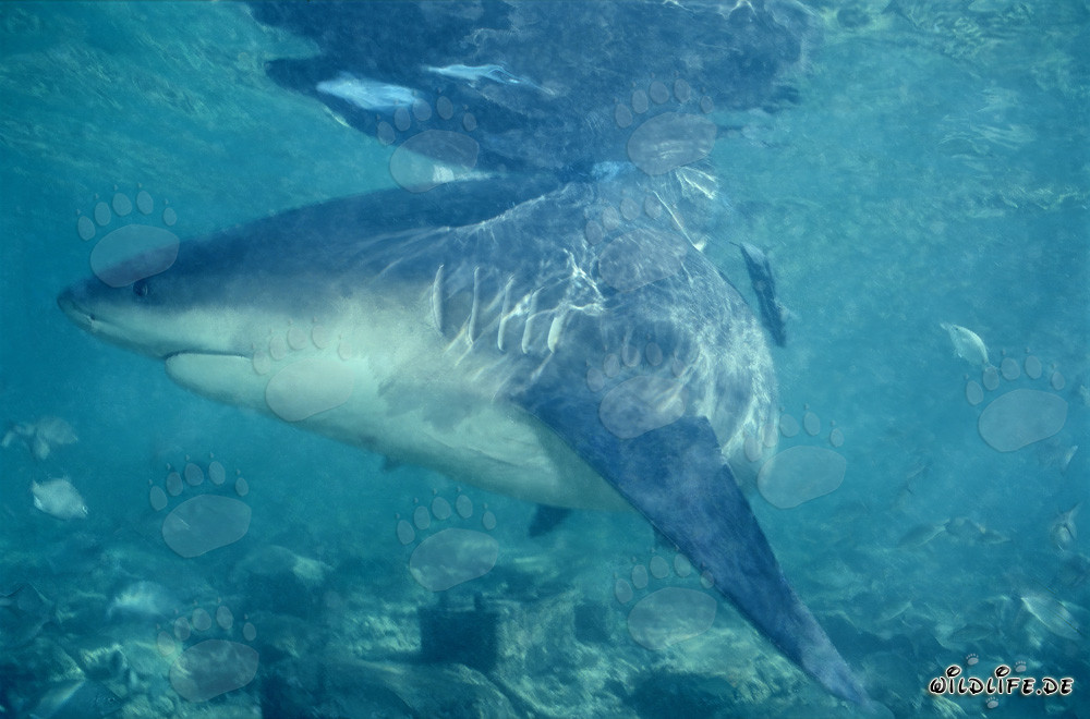 Bull shark on the hunt in Walker´s Cay, Bahamas