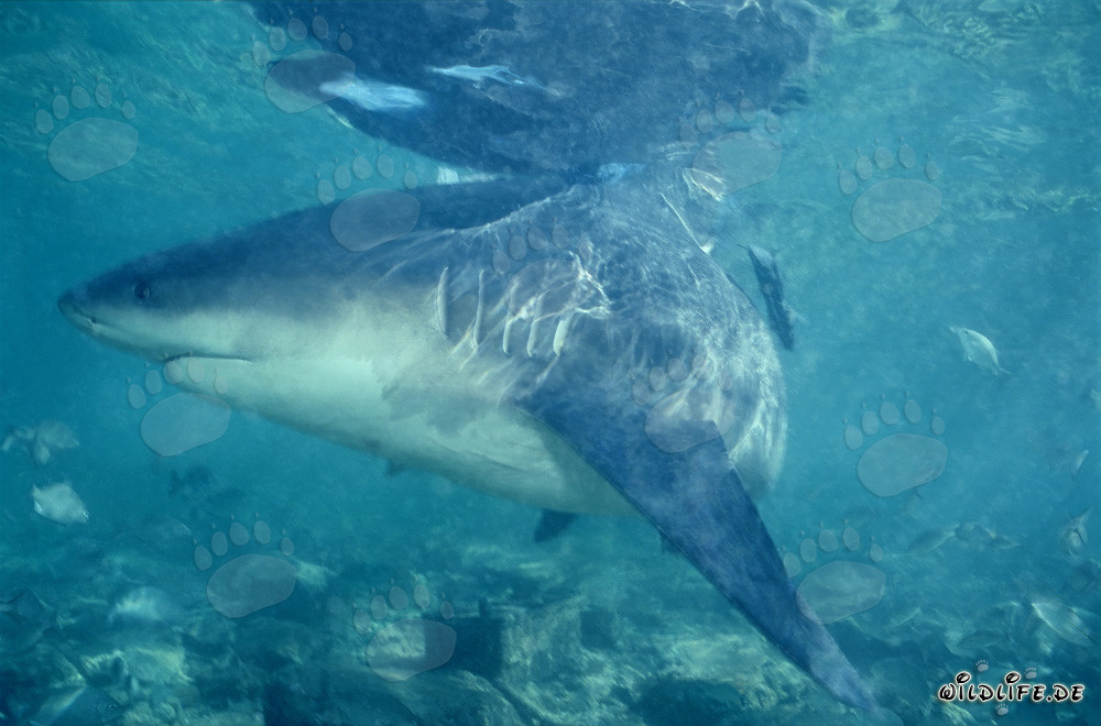 Bullenhai auf Nahrungssuche in Walker´s Cay, Bahamas