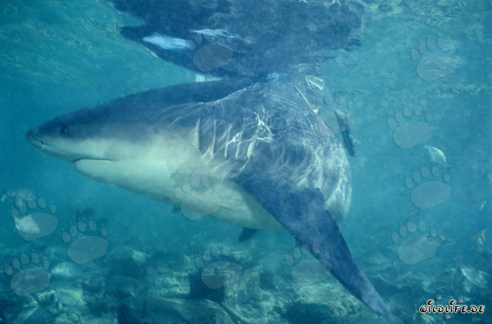 Requin taureau à la recherche de nourriture à Walker's Cay, Bahamas