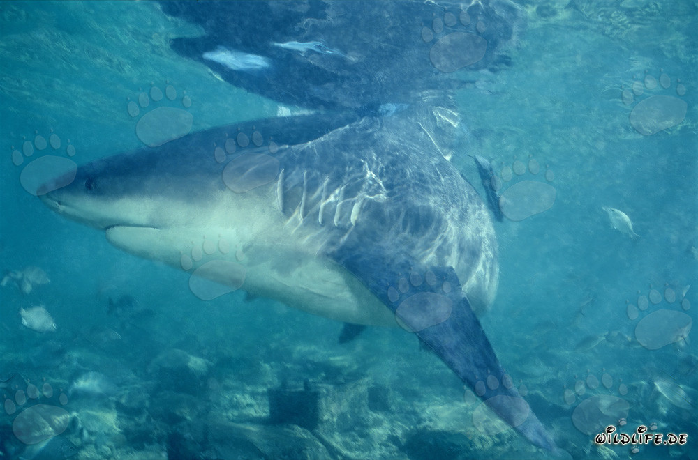 Squalo toro alla ricerca di cibo a Walker's Cay, Bahamas