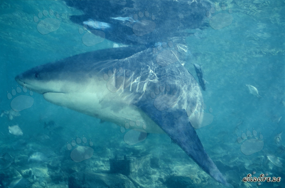 Tiburón toro en busca de alimento en Walker's Cay, Bahamas