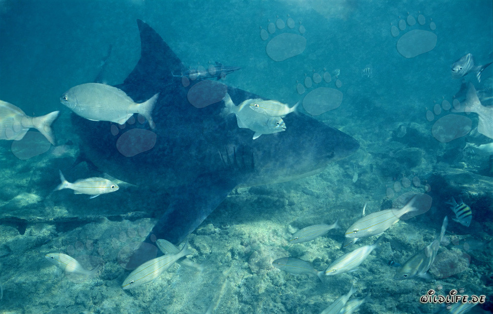 Bullenhai im Flachwasser
