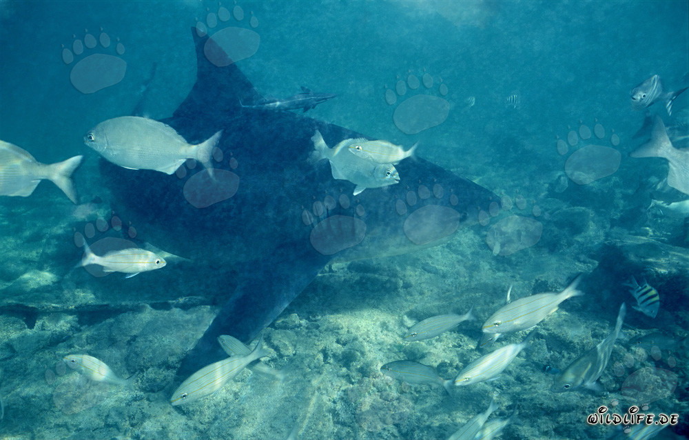 Squalo toro in acque basse