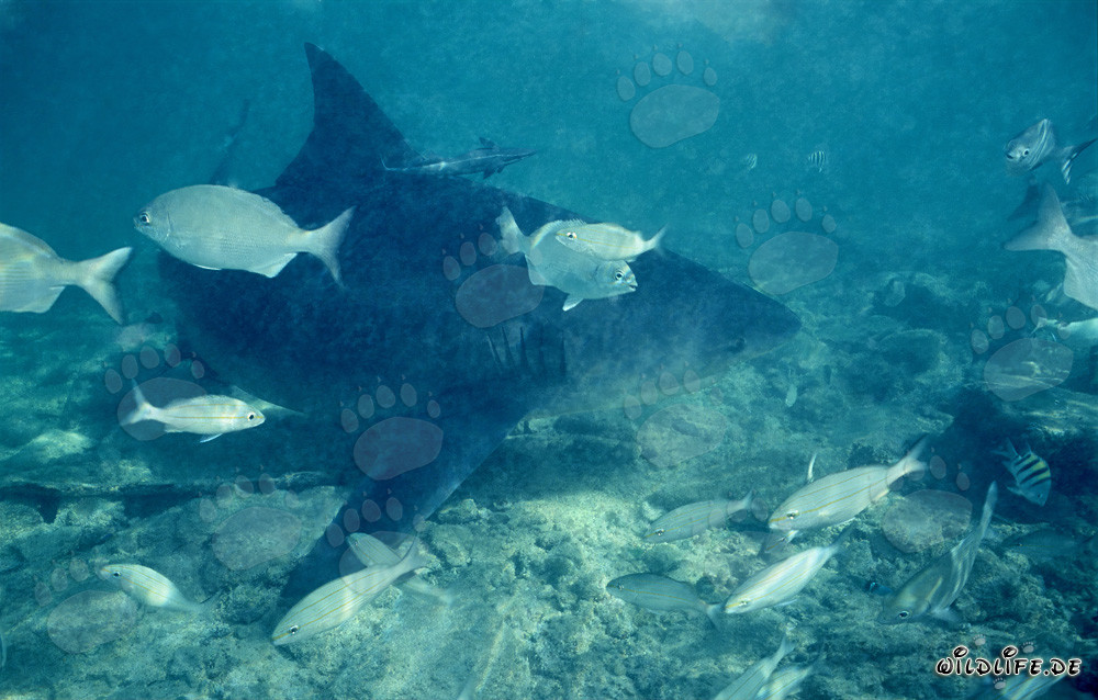 Tiburón toro en aguas poco profundas