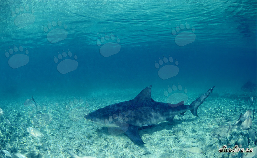 Impressive bull shark swimming over sandy seabed