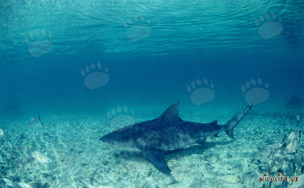 Un impressionnant requin taureau nage sur le fond marin sablonneux