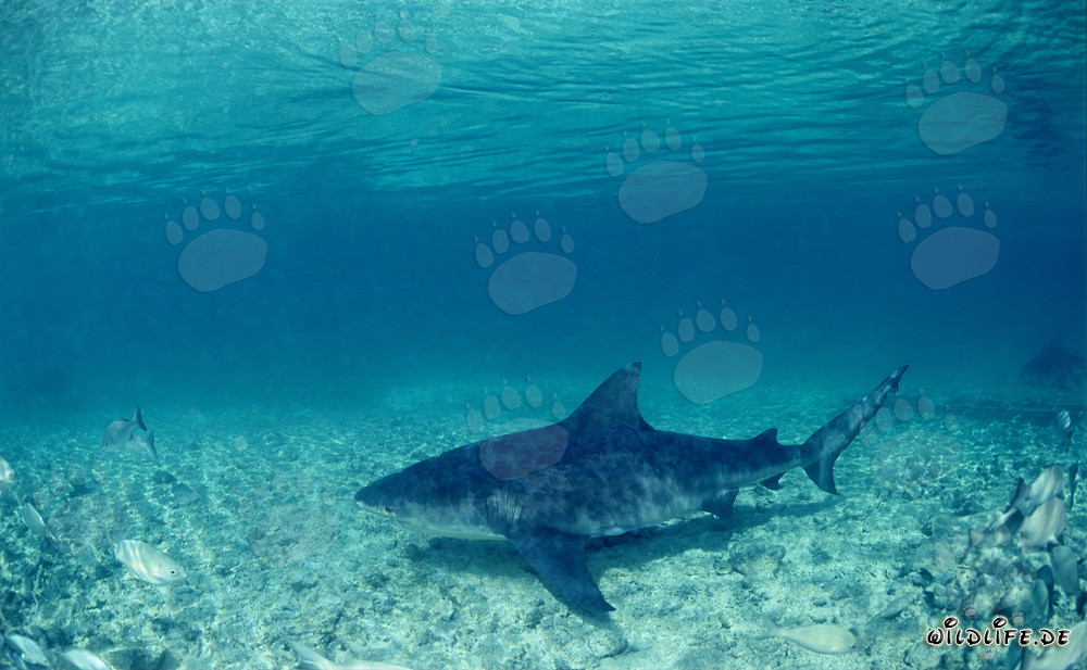 Impressionante squalo toro nuota sul fondale marino sabbioso