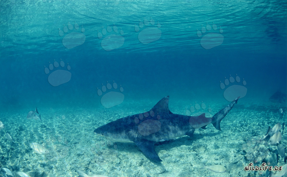 Impresionante tiburón toro nada sobre el fondo marino arenoso
