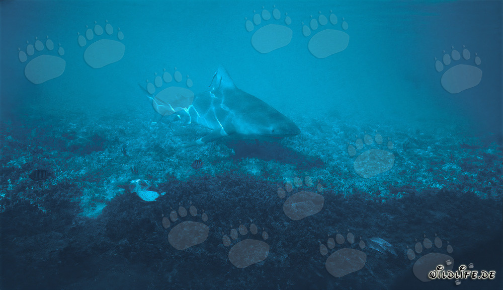 Imposanter Bullenhai im flachen Wasser vor Walker´s Cay, Bahamas