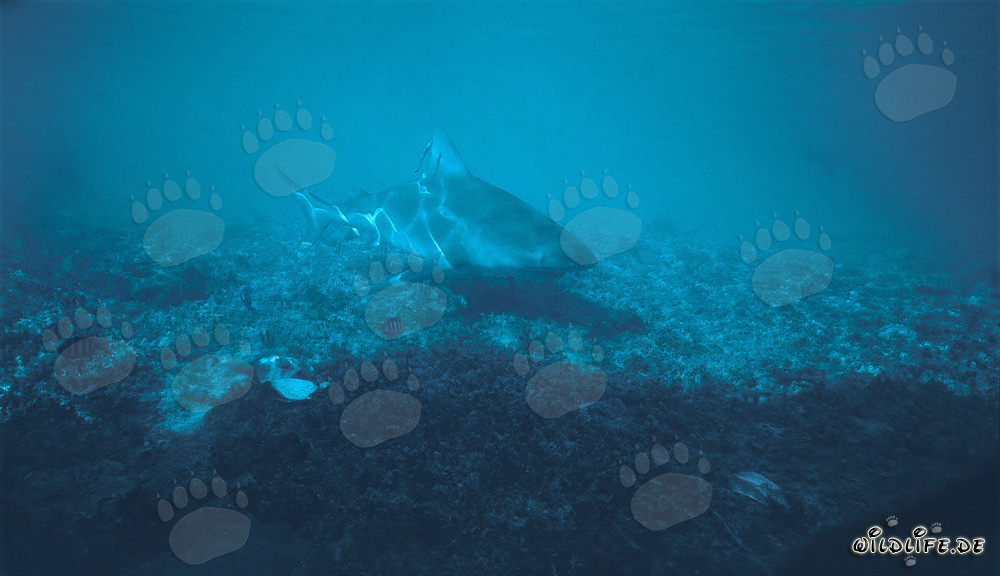 Imponente squalo toro nelle acque basse di Walker´s Cay, Bahamas