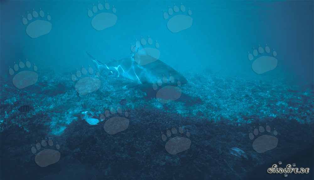 Impresionante tiburón toro en aguas poco profundas frente a Walker´s Cay, Bahamas