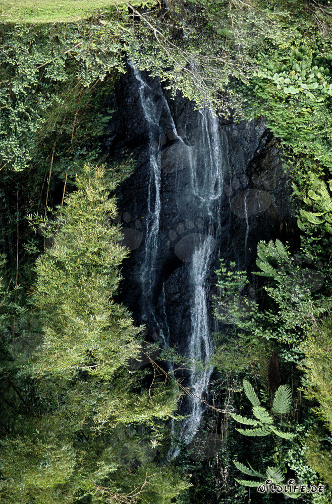 Pittoresca cascata nella lussureggiante foresta pluviale di Fiji