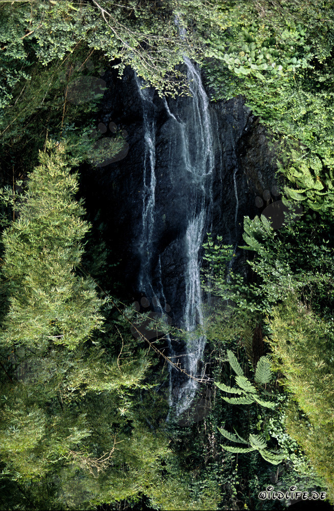 Cascada idílica en la exuberante selva de Fiji
