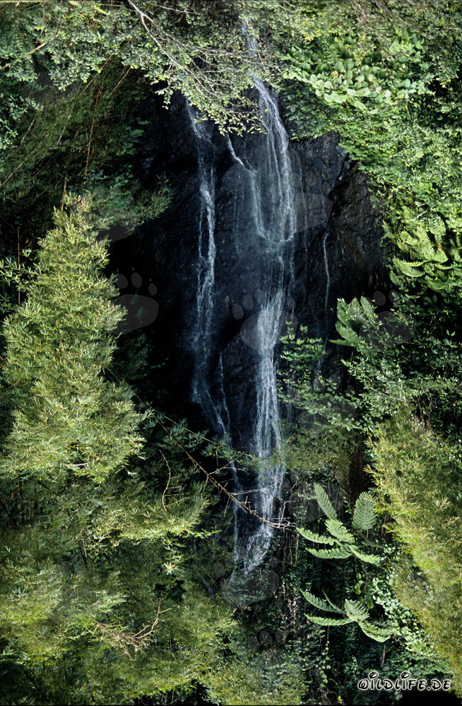 Idilliaca cascata nella lussureggiante foresta pluviale di Fiji