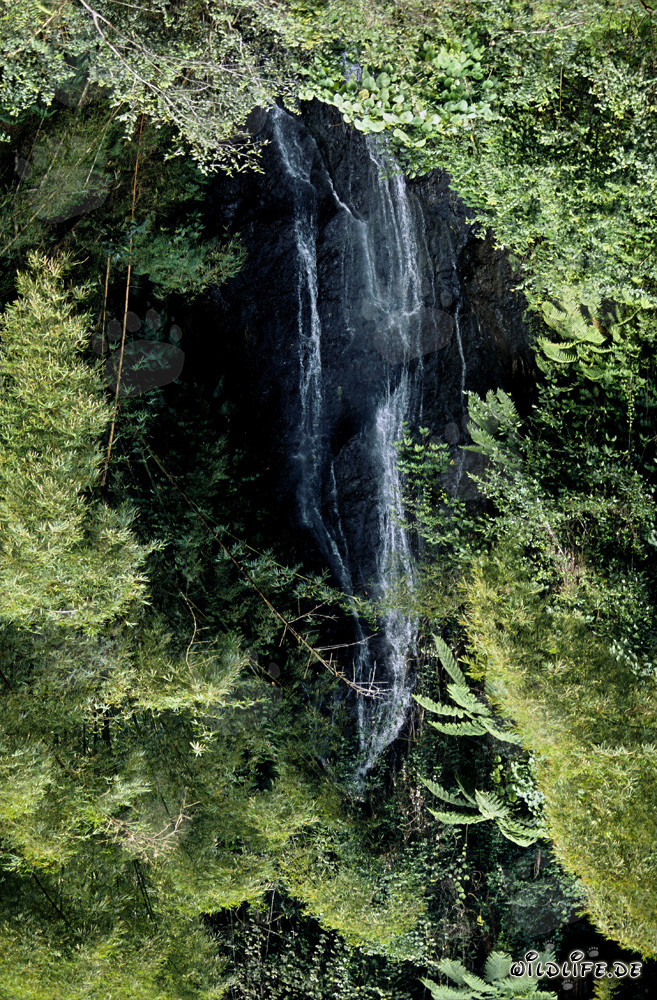 Cascada pintoresca en la exuberante jungla de Viti Levu, Fiji