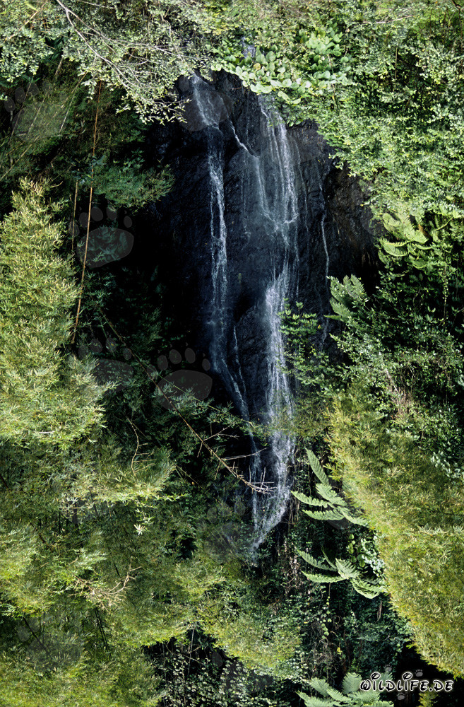 Cascata pittoresca nella lussureggiante giungla di Viti Levu, Figi