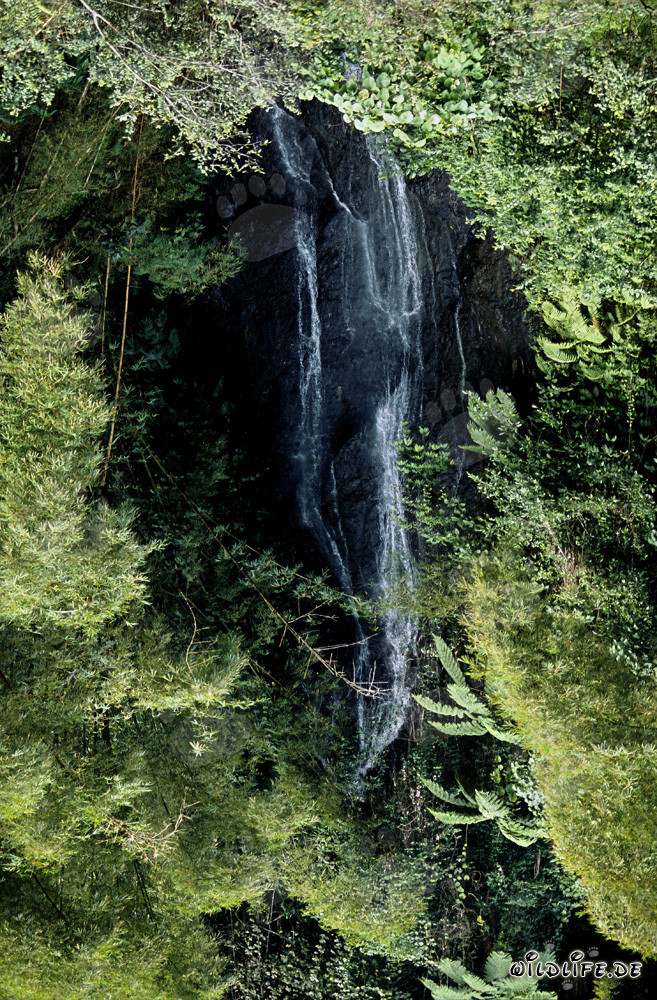 Chute d'eau pittoresque dans la jungle luxuriante de Viti Levu, Fidji