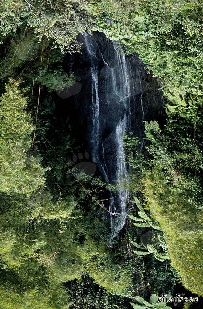 Picturesque waterfall in the lush jungle of Viti Levu, Fiji