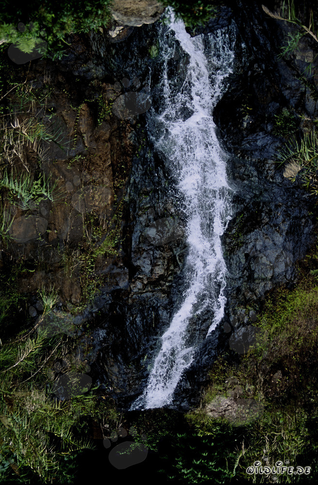 Chute d'eau majestueuse dans la luxuriante forêt tropicale de Viti Levu, Fidji