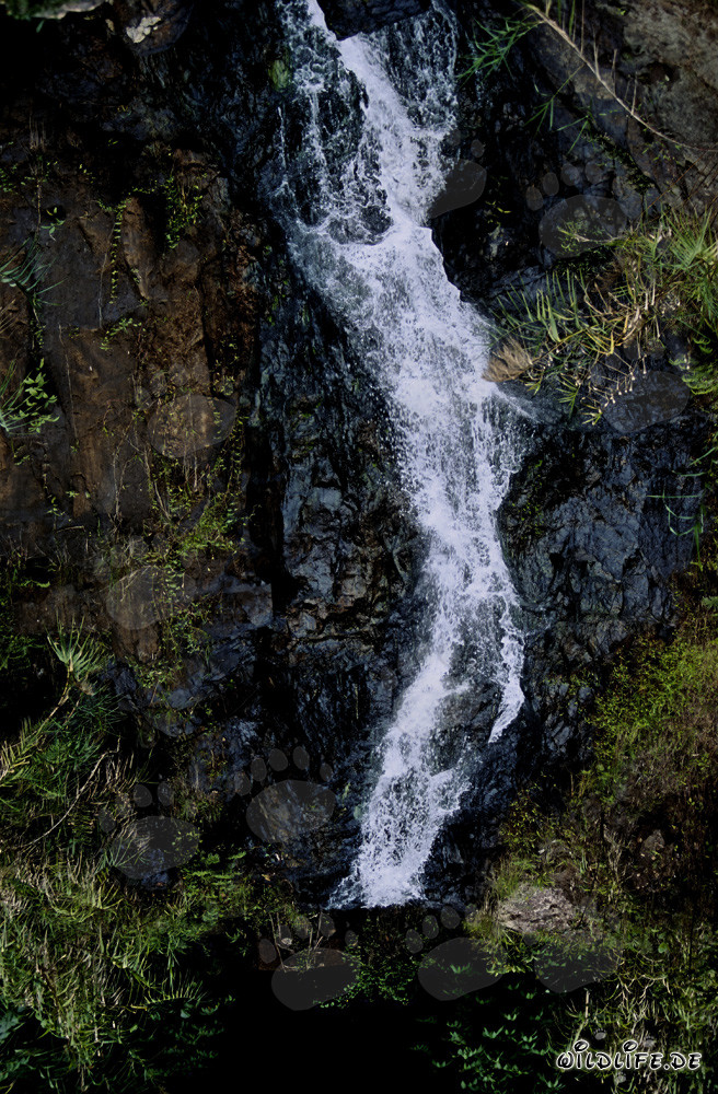 Magnifique cascade dans la luxuriante forêt tropicale de Fidji