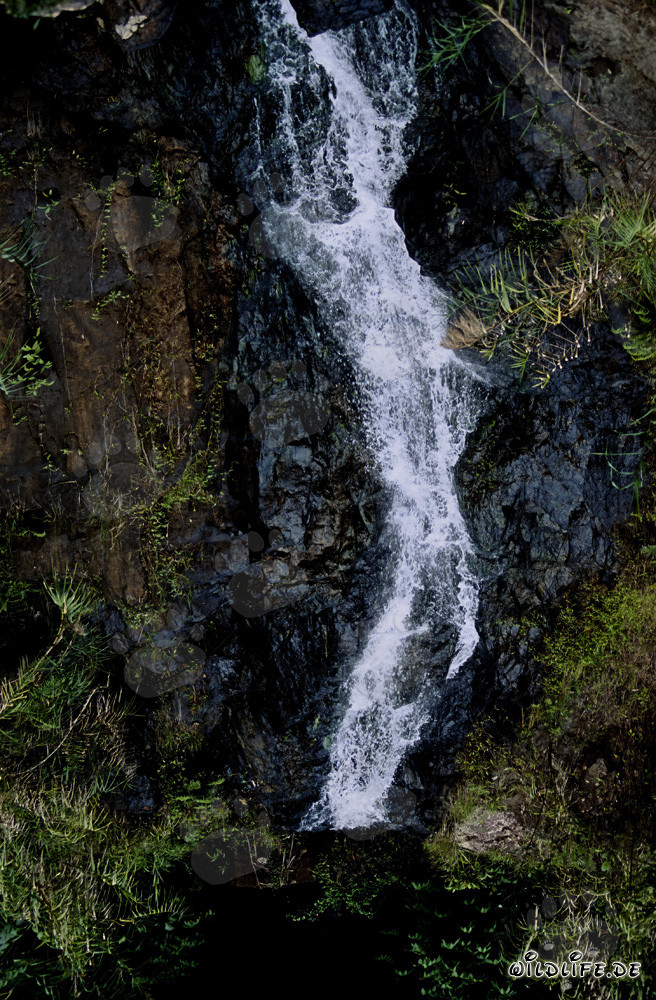 Wunderschöner Wasserfall im üppigen Regenwald von Fiji