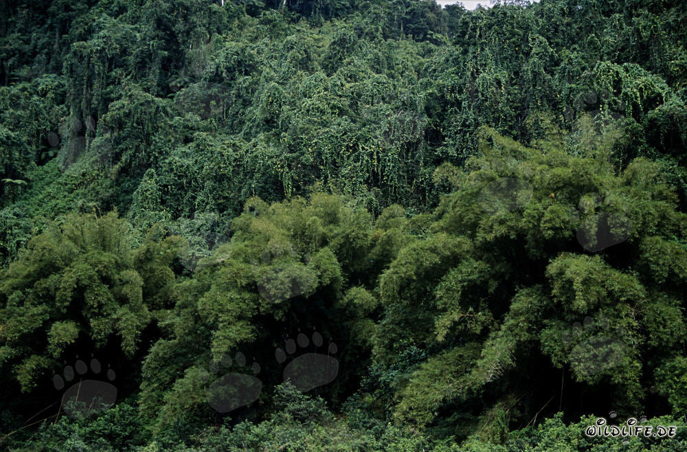 Giungla verde delle Figi - Diversità e bellezza della natura a Viti Levu