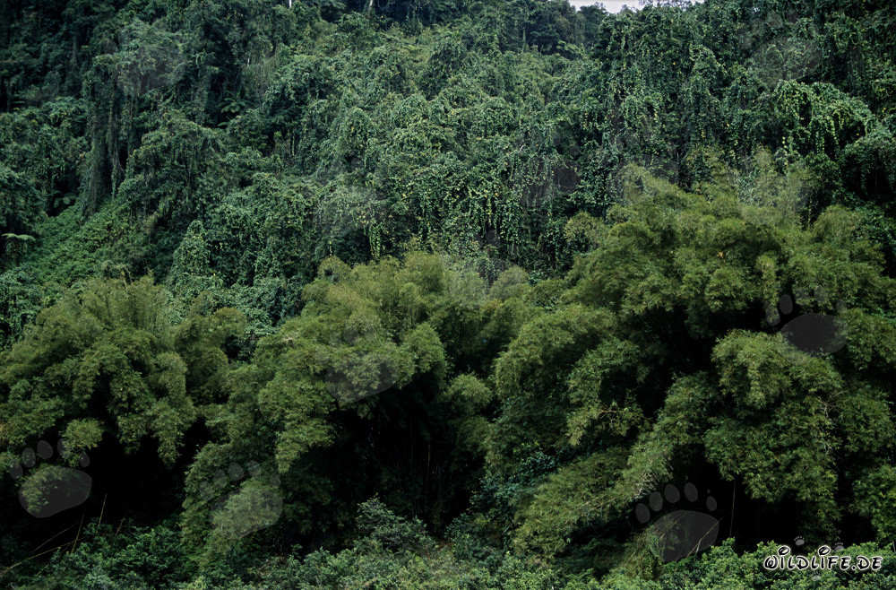 Fidschis Grüner Dschungel - Vielfalt und Schönheit der Natur auf Viti Levu