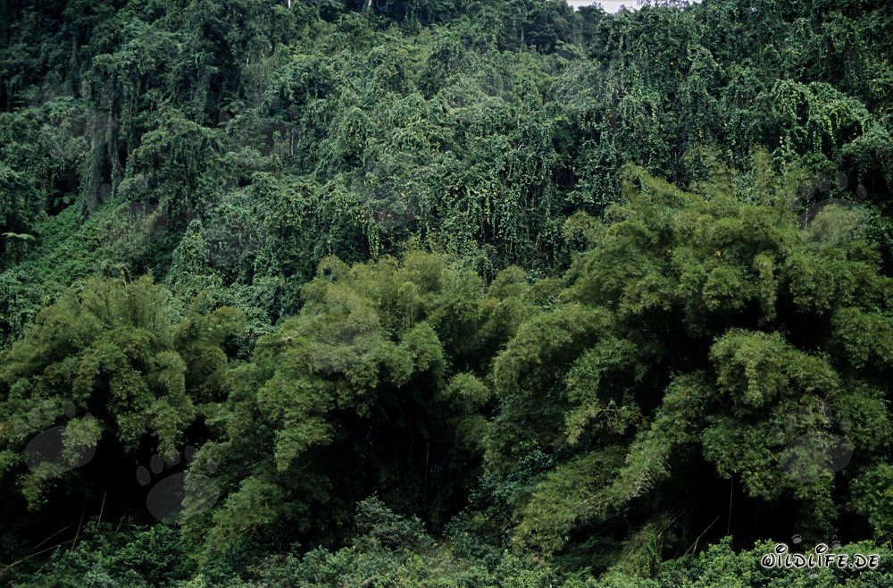 Jungla verde de Fiji - Diversidad y belleza de la naturaleza en Viti Levu