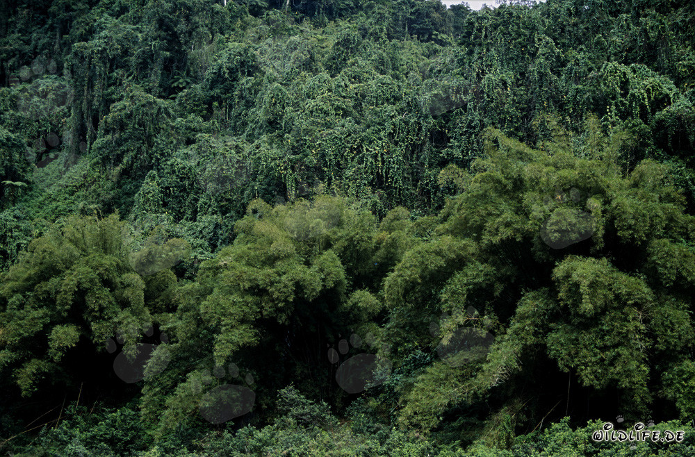 Jungle vert des Fidji - Diversité et beauté de la nature à Viti Levu