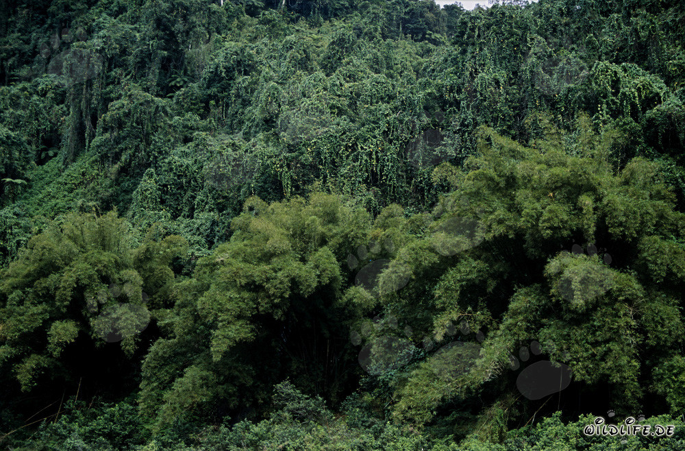 Fiji Green Jungle - Diversity and Beauty of Nature on Viti Levu