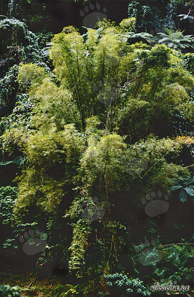 Bamboo in the Rainforest of Viti Levu, Fiji