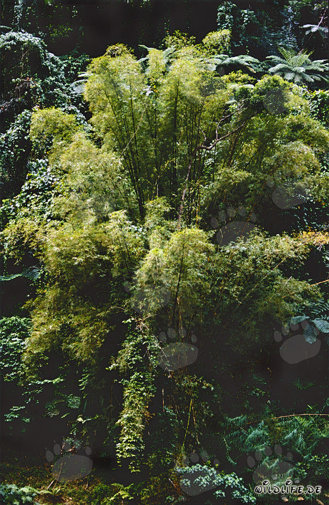 Bambou dans la forêt tropicale de Viti Levu, Fidji