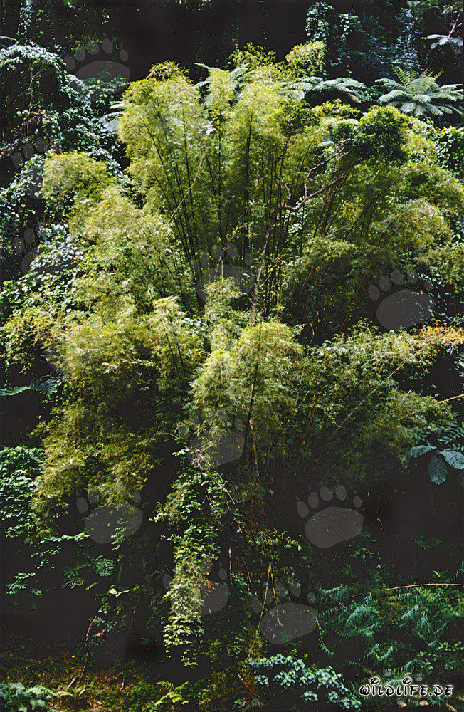 Bambù nella foresta pluviale di Viti Levu, Figi