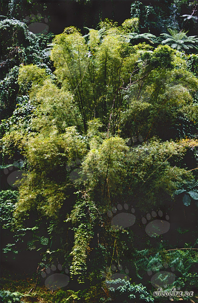 Bambú en la selva tropical de Viti Levu, Fiji