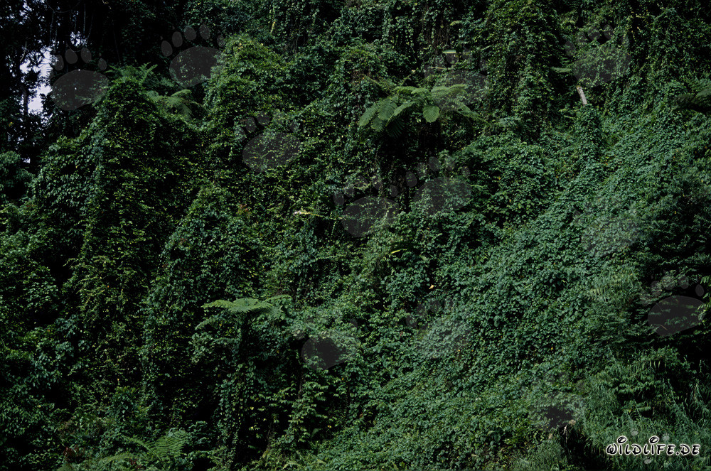 Foresta pluviale pittoresca su Viti Levu, Figi