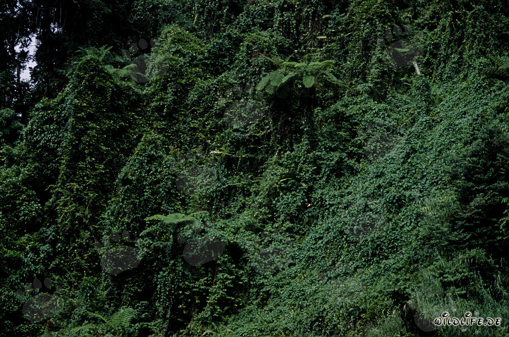 Forêt tropicale pittoresque sur Viti Levu, Fidji