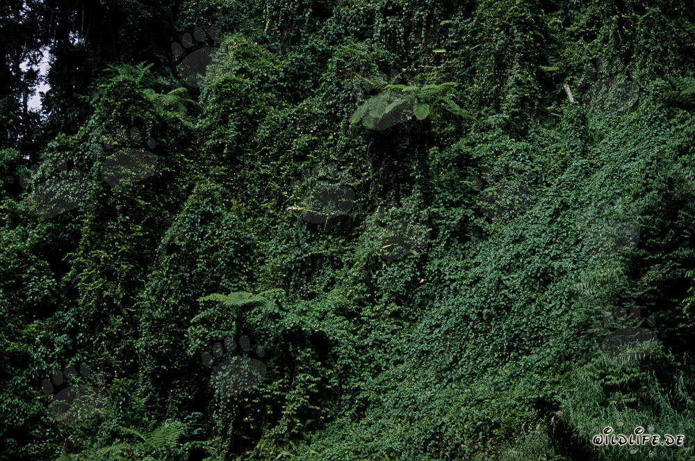 Malerischer Regenwald auf Viti Levu, Fidschi