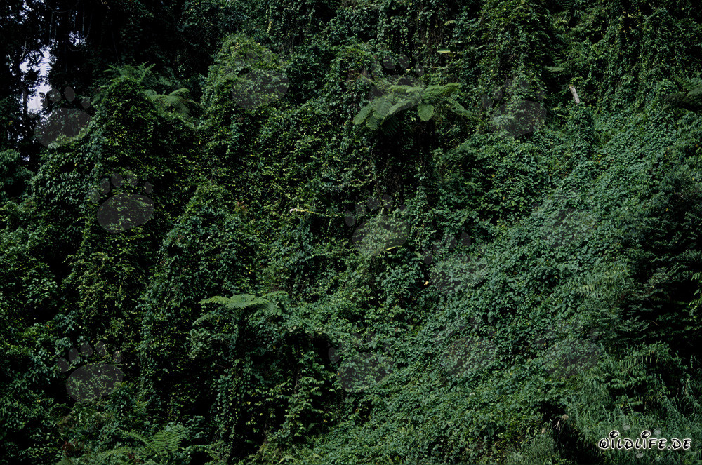 Selva pintoresca en Viti Levu, Fiji